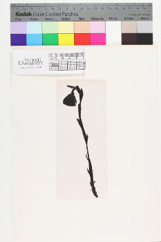 alternate herbarium image