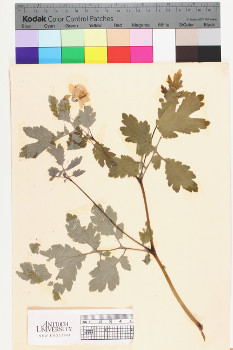 alternate herbarium image