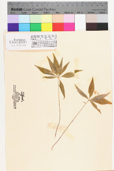 alternate herbarium image