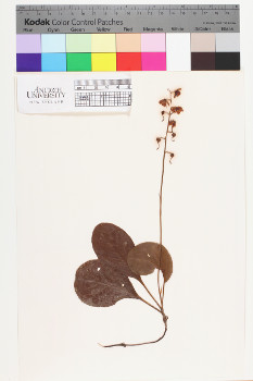 alternate herbarium image