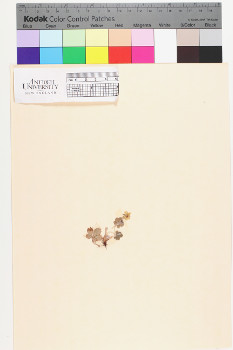 alternate herbarium image