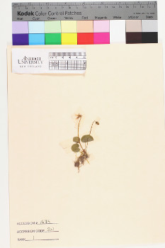 alternate herbarium image