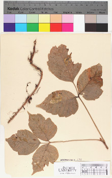 alternate herbarium image