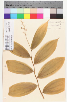 alternate herbarium image