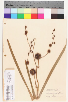 alternate herbarium image