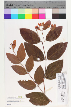 alternate herbarium image