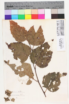 alternate herbarium image