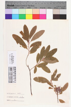 alternate herbarium image