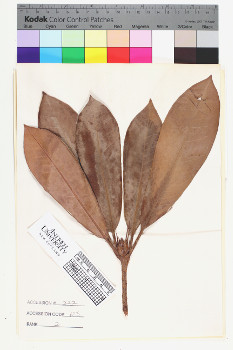 alternate herbarium image