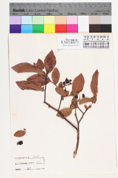 alternate herbarium image