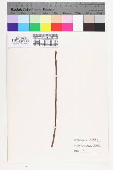 alternate herbarium image