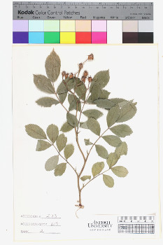 alternate herbarium image