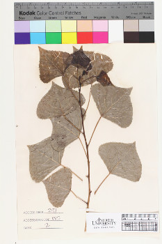 alternate herbarium image