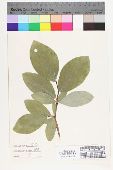 alternate herbarium image