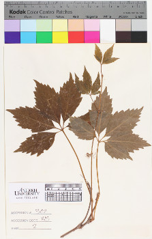 alternate herbarium image
