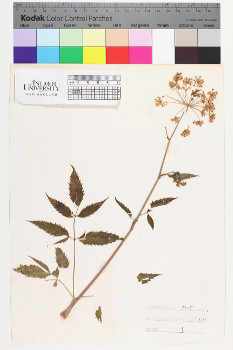 alternate herbarium image