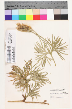 alternate herbarium image