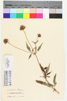 alternate herbarium image