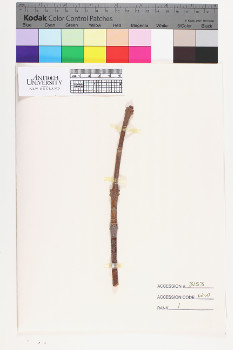 alternate herbarium image