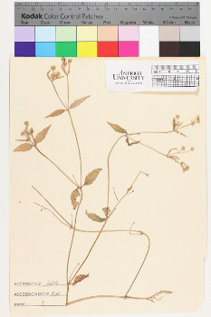 alternate herbarium image