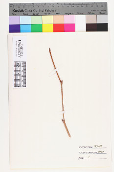 alternate herbarium image