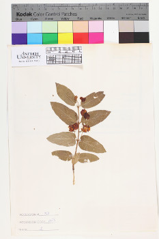alternate herbarium image