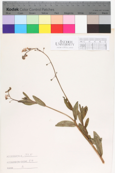 alternate herbarium image