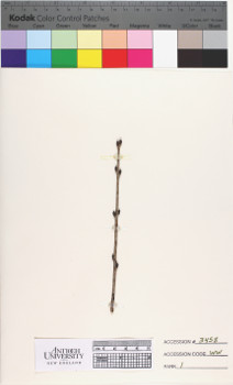 alternate herbarium image
