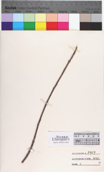alternate herbarium image
