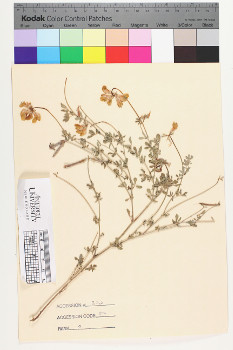 alternate herbarium image