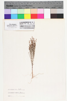 alternate herbarium image