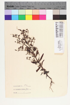 alternate herbarium image