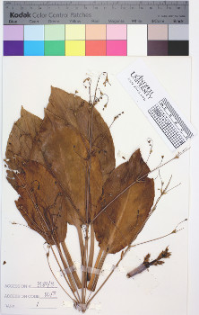 alternate herbarium image