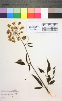 alternate herbarium image