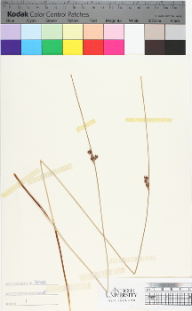 alternate herbarium image