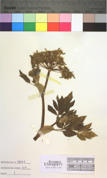 alternate herbarium image