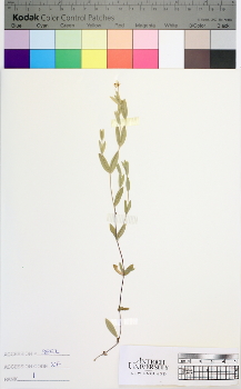 alternate herbarium image