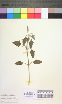 alternate herbarium image