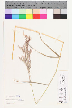 alternate herbarium image