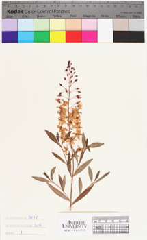 alternate herbarium image