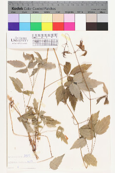 alternate herbarium image