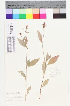 alternate herbarium image