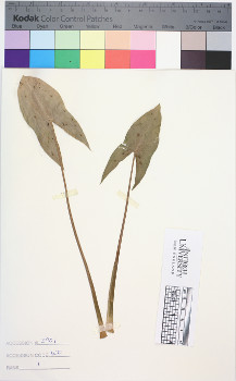alternate herbarium image