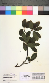 alternate herbarium image