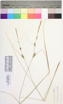 alternate herbarium image