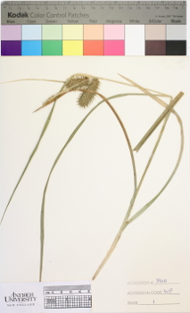 alternate herbarium image