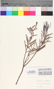 alternate herbarium image