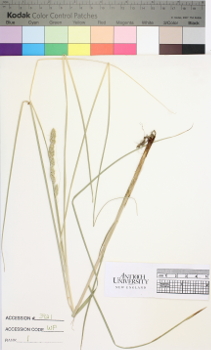 alternate herbarium image