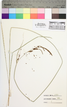 alternate herbarium image