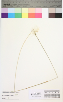 alternate herbarium image